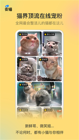 街猫截图2