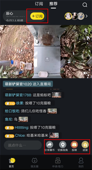 街猫