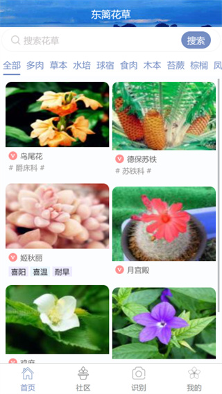 东篱花草截图3