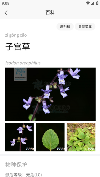 植物智截图2