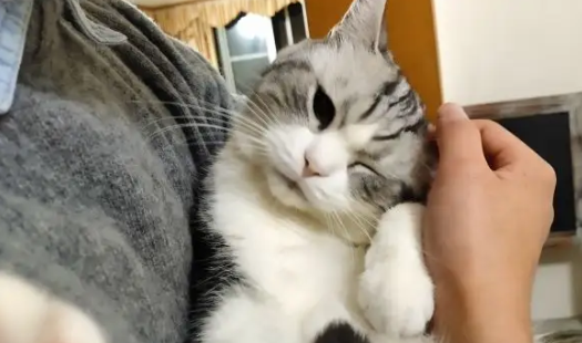 撸猫短视频 撸猫短视频