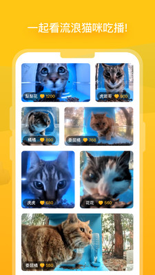哈啰街猫免费版截图2