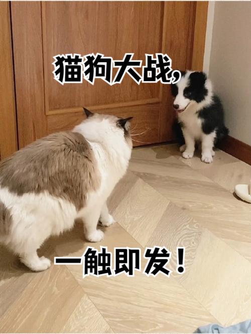 猫咪与狗狗大战游戏,探索宠物互动的乐趣