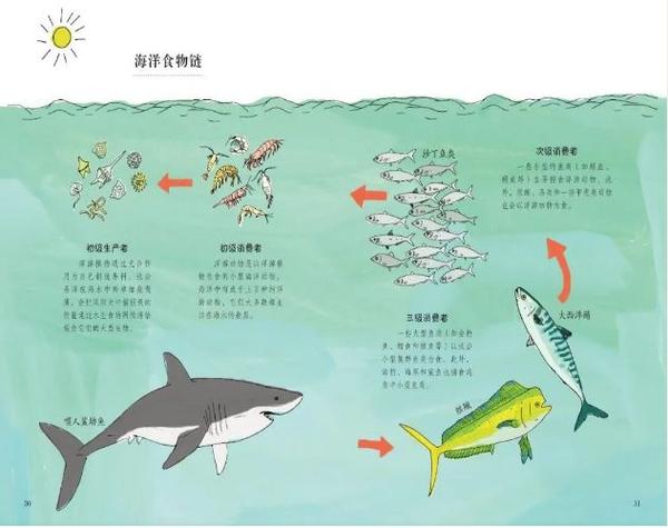 大鱼吃小鱼,生态系统中的食物链与生态平衡