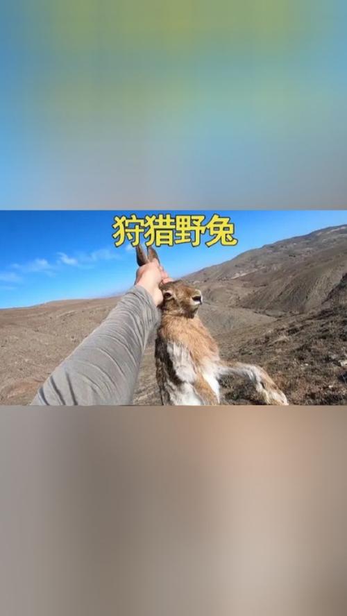 赏金猎兔,探索野外生存与智慧的极限挑战