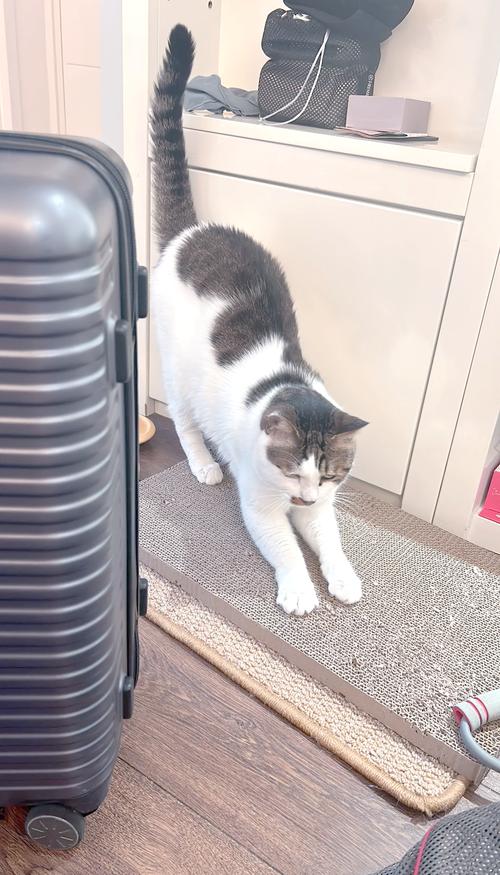 肥猫闯关,一场有趣的猫咪冒险之旅