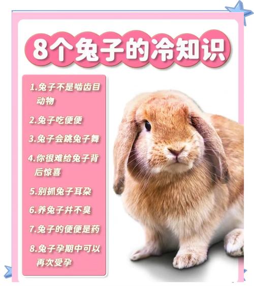 深入探索，炸开你的想象力—炸弹兔子背后的秘密与魅力