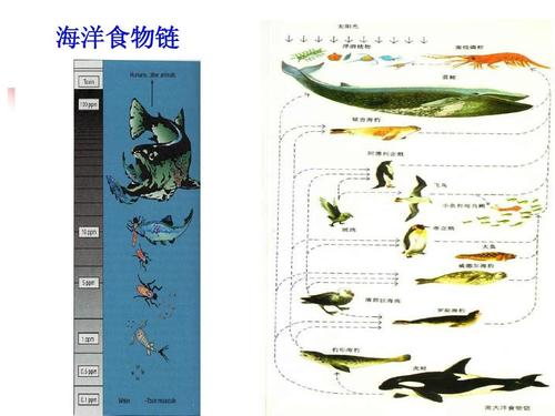 大鱼吃小鱼进化版,探索生态链中的食物链变迁与适应性演化