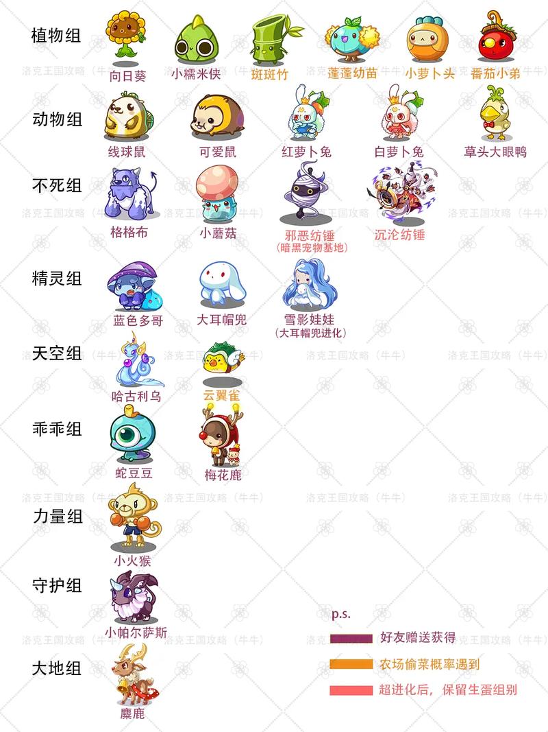 探索宠物世界的新宠，洛克VIP宠物服务