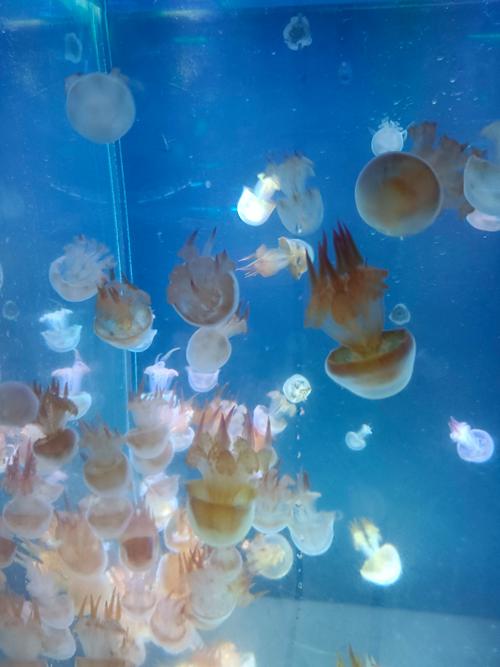怪怪水族馆攻略，探索海洋世界的奇妙之旅