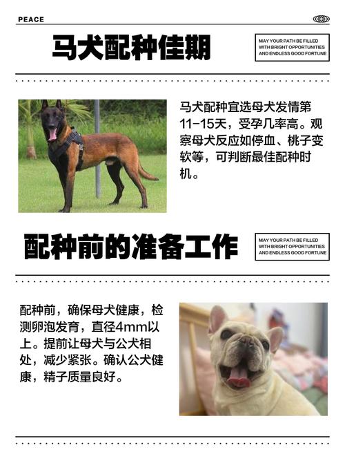音速犬配招，打造卓越团队的关键策略