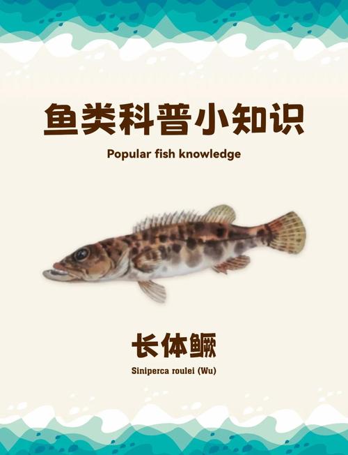 猎鱼高手,探索鱼类世界中的智慧与技巧